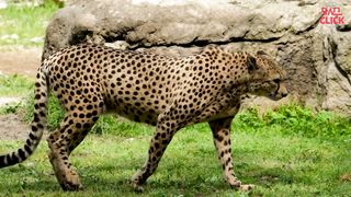 leopards Facts