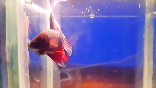 Ikan cupang halfmoon