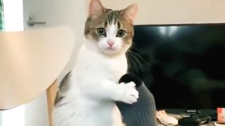 Funny video