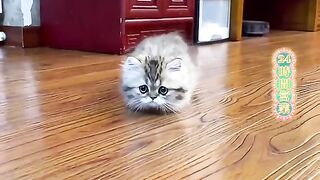 Funny Cat 35