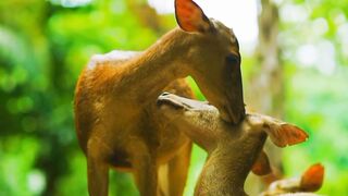 Wild Animal World in 4K Ultra Hd | Amazing Wildlife | Natural Life | Beautiful Animal Video