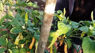 Chili farmer