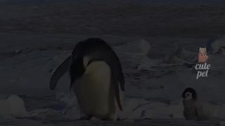 Funny animals video 13