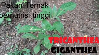 Pakan ternak ruminansia, Tricanthea Giganthea