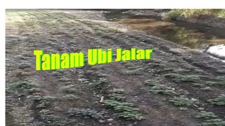 musim kemarau ,tanam ubi jalar