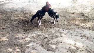 Aseel Fight