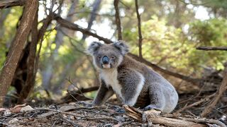 Baby Koala Get Kick Off The Tree