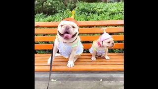 funny and cute dog. 2
