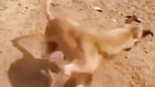 #Dog is verry crazy????????