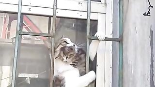 Mom ninja lmao cat