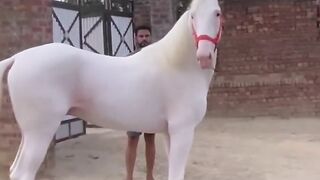 MY  TRE TO PAKISTAN