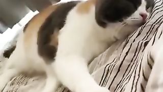 A cat that persists even when sleeping