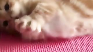 Sleeping kitten