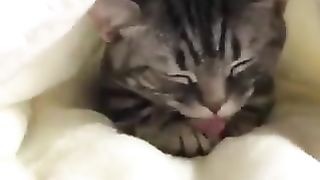 Cat sleeping in futon