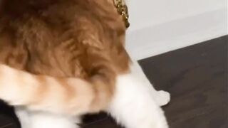 random cat videos