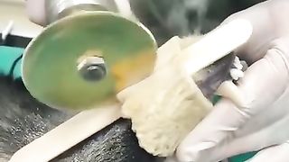 Chien tiktok