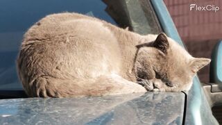 cat Catnap on Wheels