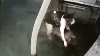 Meilleures vidéos d'animaux drôles de 2023 ???? - Vidéos de chats et de chiens les plus drôles ???????? 15