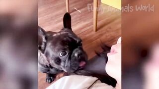 Funny Animal Videos 2023 - Funniest Dogs and Cats Videos