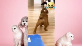 Funniest Dogs And Cats Videos - Best Funny Animal Videos 2023 2