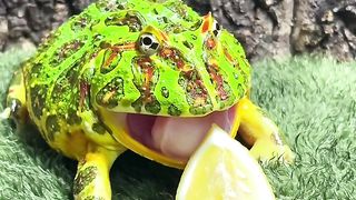 Funny frog 2