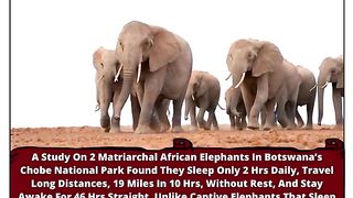 The Unique Sleep Cycle of Elephants