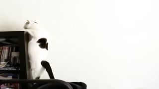 funny cat videos 7