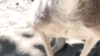 Animal surprised facts