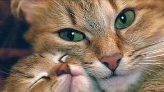 Funniest Cats Expression Video ???? - Funny Cats Life