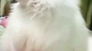 The two talking cats 2