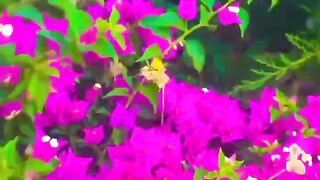 Beautiful Flowers 3