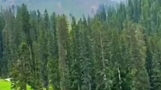 Kashmir life