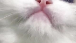 baby cat cute