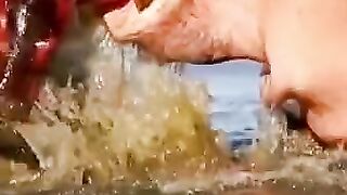 Hippopotame essaye d'avaler bébé hippopotame