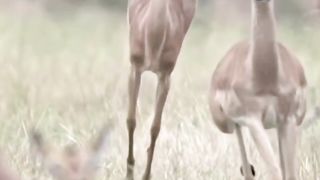 Worlfd s Fastest Animals
