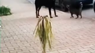 Funny animals 2023 - Cats and Dogs Video - 4