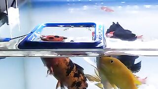 Ikan hias akuarium