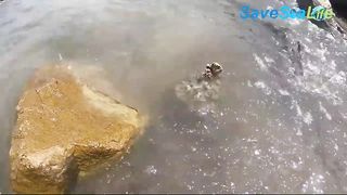 Barnacles Removal From Sea Turtle