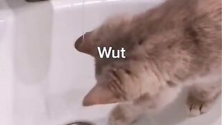 Kucing Lucu 4