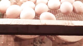 Free-range chickens starting to hatch