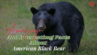 Amazing And Interesting Facts About BLACK BEAR