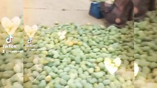 Mango farms