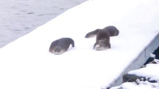 A Group of Otters Having Fun