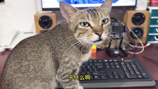 little milk cat: you owe me a fight