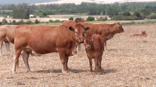Wonderful Animal Sounds