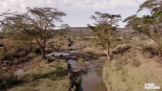 Wild Dogs Clash with Hyenas over Food