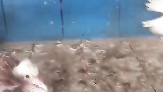 Beautiful Pigeons 3