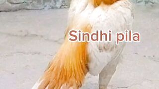 my tre to pakistan 110