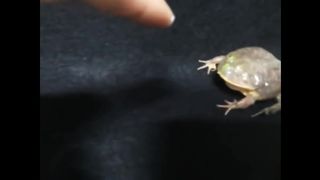 11 Minutes Of Screaming Frogs Compliation