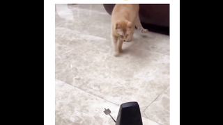 Video kucing oren kagetan bikin ngakak asli